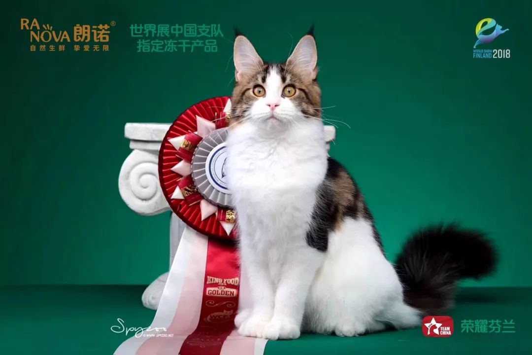 开云体育下载-芬兰选手表现抢眼，获得好成绩