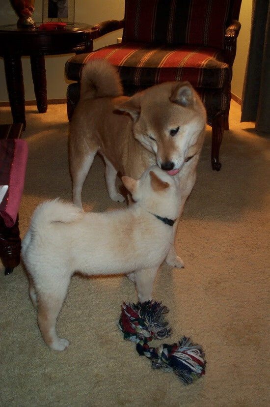 战鼓擂响前夜，三笘薰，舞台越大，光芒越盛