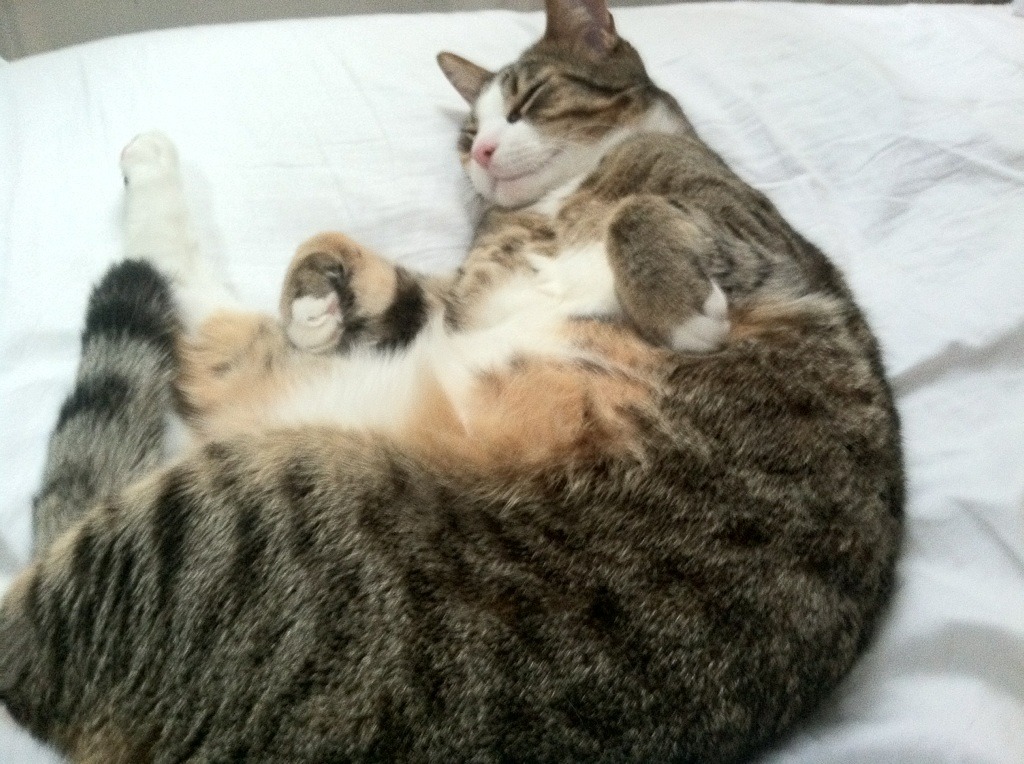 北非雄狮震撼世界！摩洛哥3-0横扫瑞典，阿坎吉攻防统治全场