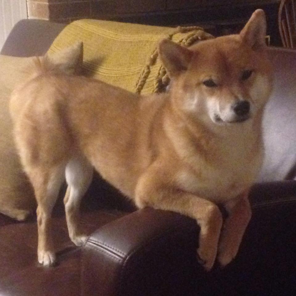 塔图姆生涯之夜狂飙，雷霆与上海队跨洲对决燃爆赛场