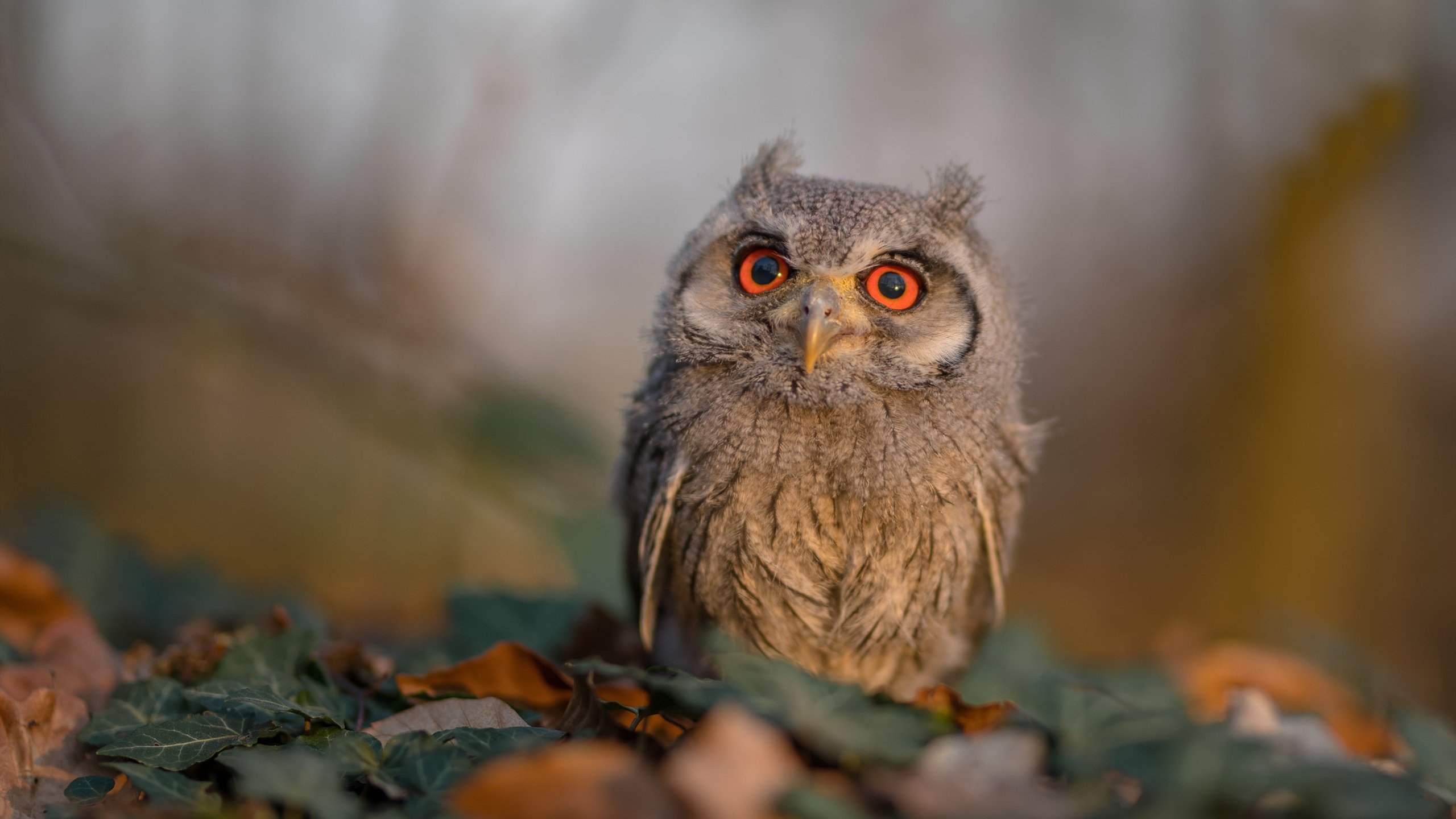猛龙鏖战突围黄蜂，哈利伯顿闪耀大场面先生本色