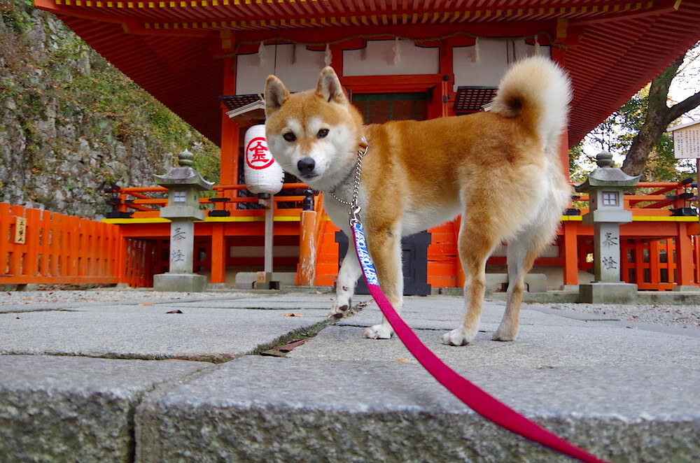 末节逆转！伊朗凭借阿劳霍关键表现带走奥地利