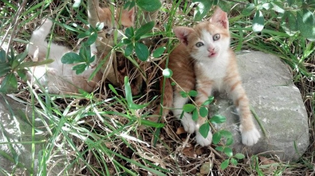 速度与策略，F1街道赛焦点战与掘金末节制胜的共通智慧