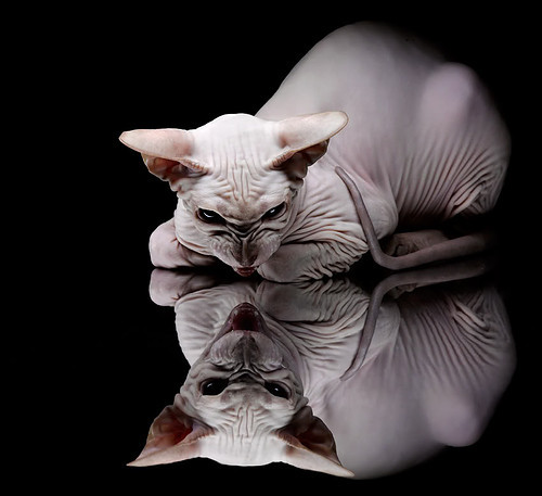 黑色闪电撕裂金色盾牌,莫兰特的自我撕裂与重塑