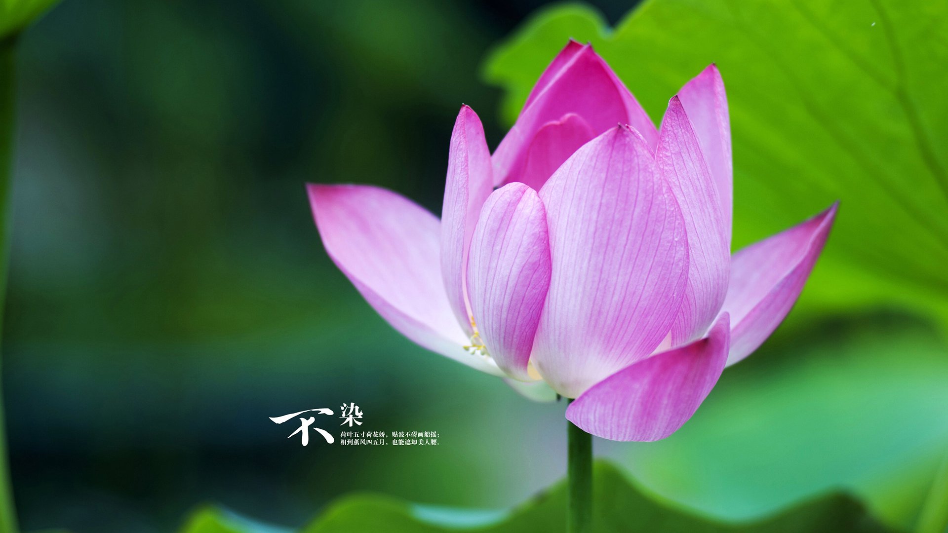 戈贝尔一柱擎天！森林狼单节暴走，76人溃不成军