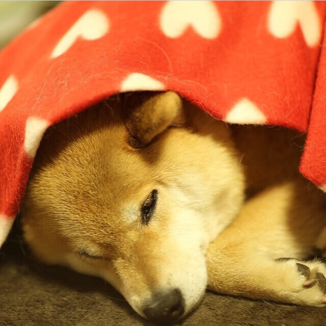 德罗赞生涯新高夜，蜂群灼伤热火