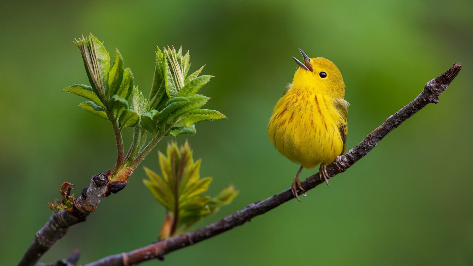 开云体育官方网站-手术刀与钝刀，雄鹿战术精密性如何肢解上海队的钢铁防线