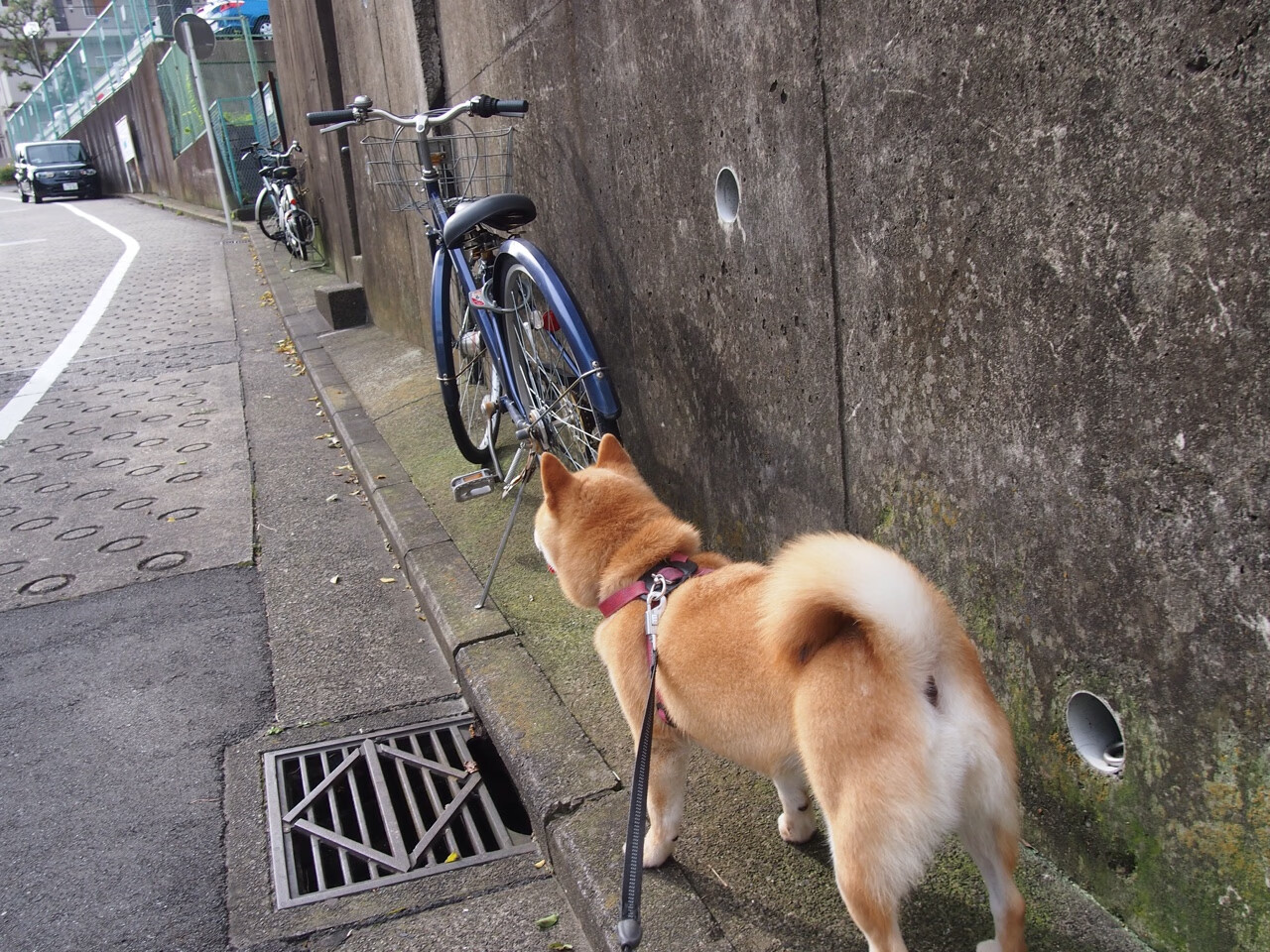 开云体育APP下载-英雄之名，马丁内利末节神勇，荷兰险胜哥斯达黎加