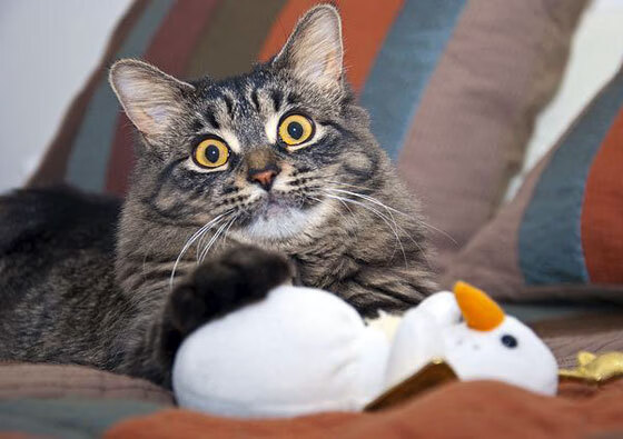 铁血浙江逆转工体!中超欧冠级淘汰赛诞生新王朝