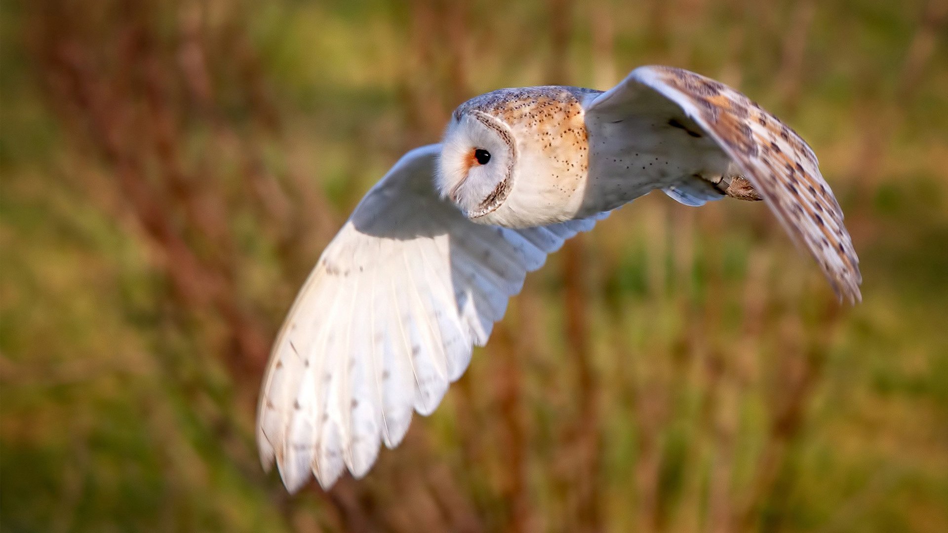 赛道与绿茵场,当F1悬念在加拿大消散,毕尔巴鄂的足球叙事正酣