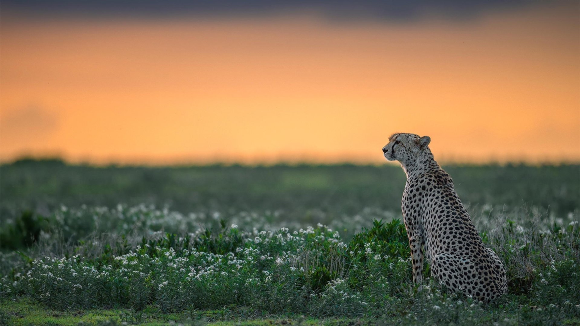 绿茵双城记，卡马文加的崛起之光与乌克兰末节风暴席卷佛罗伦萨