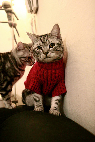 德罗赞的救赎之战，爵士击退黄蜂展现冠军雏形