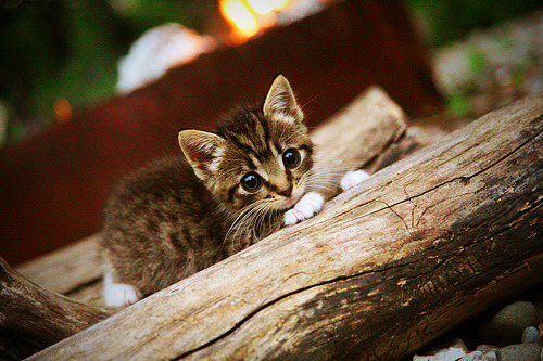 大理石与丝绸,当亚特兰大的强压,遇上孙兴慜点燃的火