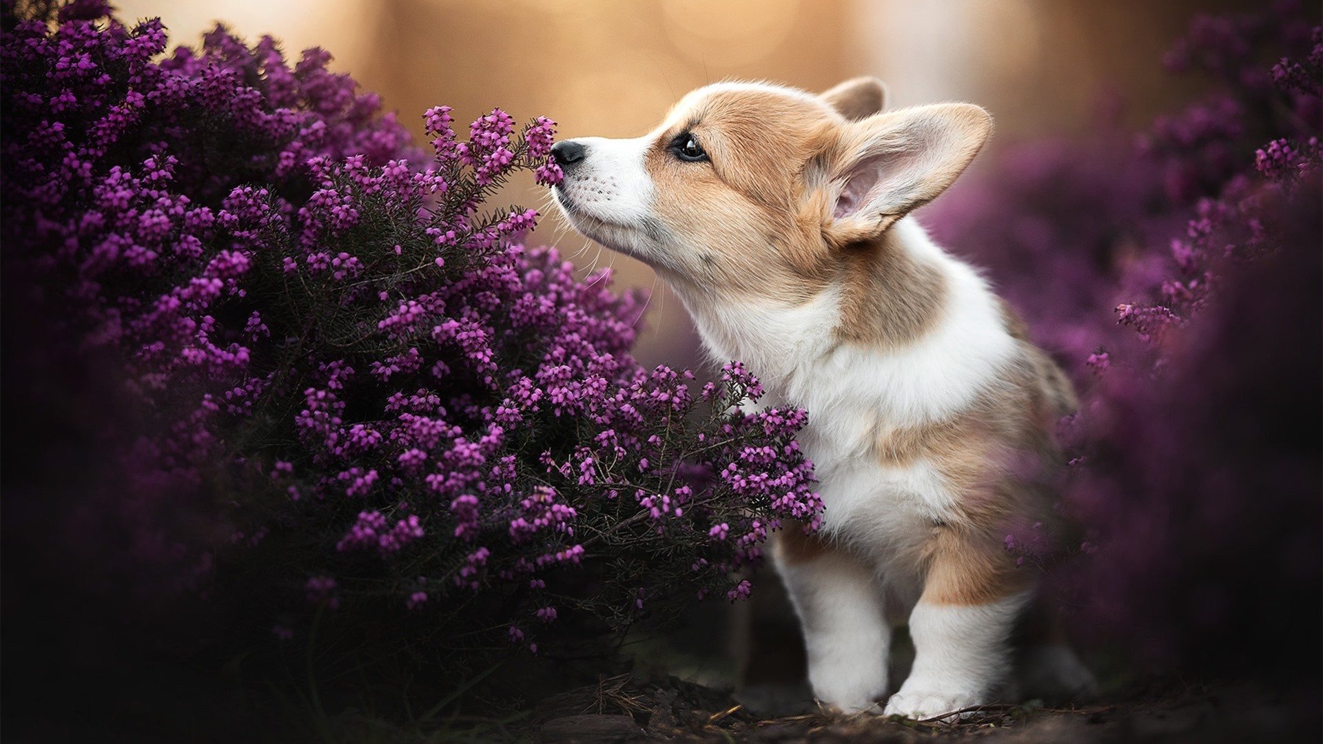 破碎压力铸就的冠冕,欧冠半决赛夜,萨拉赫的沉默爆发与王者加冕
