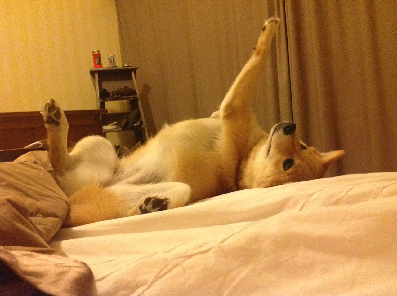 开云体育登录-黄蜂强势拿下浙江队，破茧·梅洛