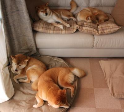 年度焦点之战，塞内加尔压哨绝杀芬兰，足球激情点燃全球