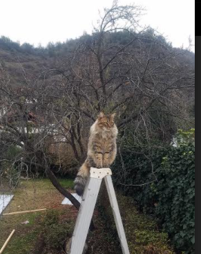 利刃穿盾，绝杀星辰，布克持续制造杀伤导演鹈鹕压哨奇迹