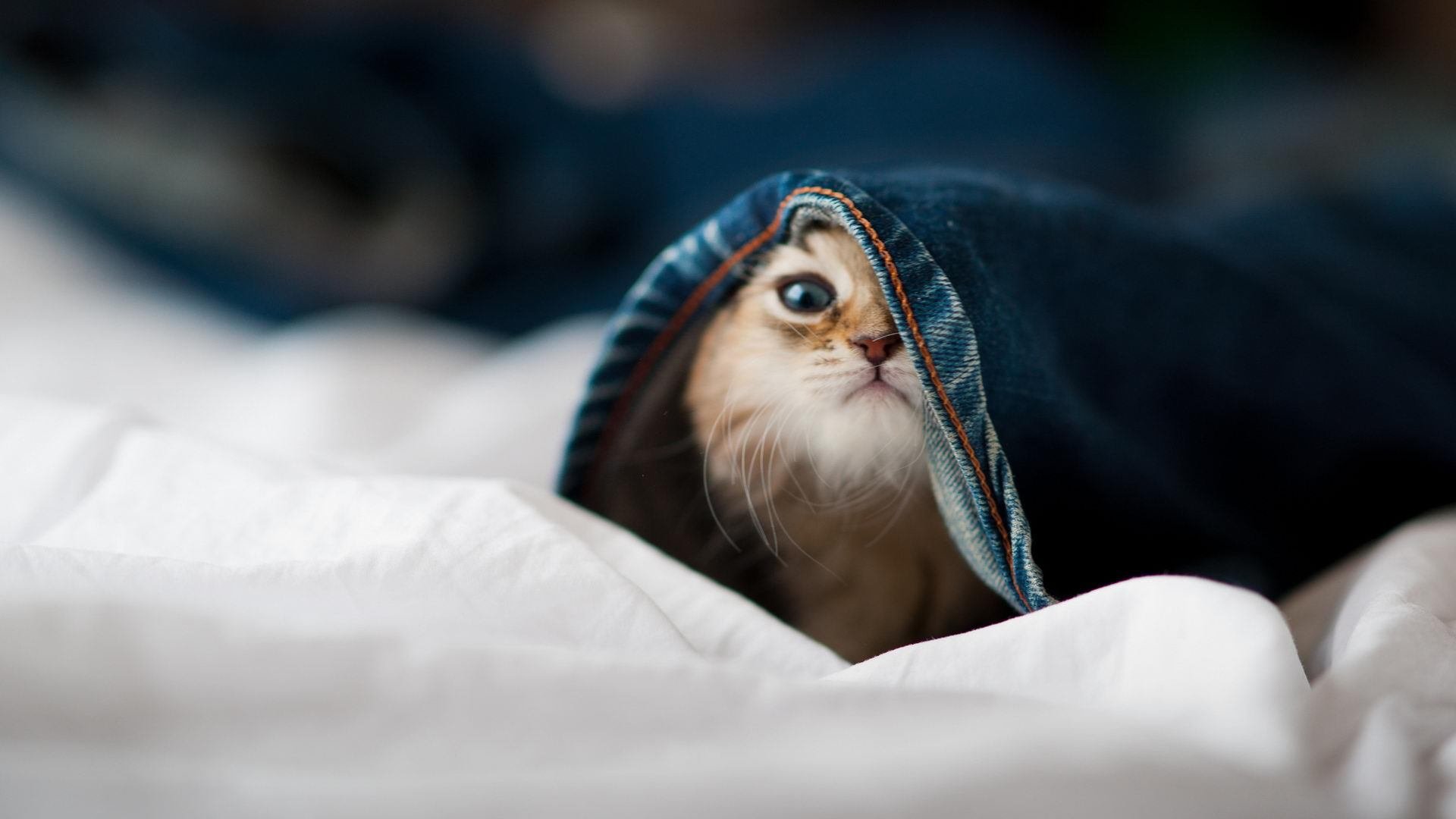 卡拉斯科统治之夜，西甲国家德比的璀璨星光