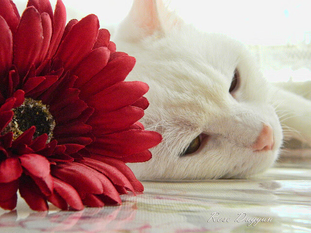 开云APP-东方力量改写雷霆万钧夜，深圳队制霸美职篮，锡安末节封神定乾坤